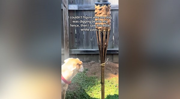 Reason Why Dog Digs Near Fence