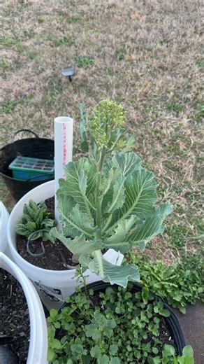Collard GREENS Bolting #springgarden