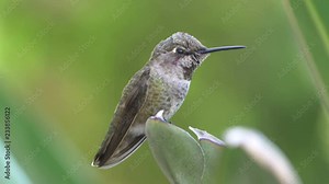 Real humming bird sitting on leaf in 4K slow motion 60fps