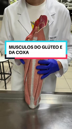 Anatomia dos Músculos do Glúteo e da Coxa: Guia Completo