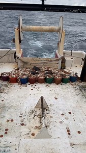 Scallop Shack Farms | Catching Sea Scallops is one thing… It’s another to cut each and every one by hand out of the shell. Sometimes it takes a second look to... | Instagram