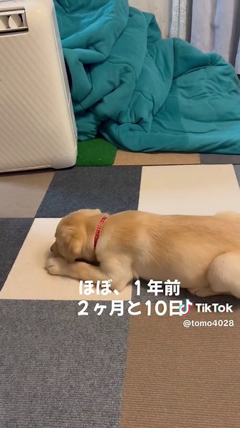 パピーのころ🐶 #ラブラドール #イエローラブ #犬のいる生活 #犬のいる暮らし #子犬 #パピー#ふせ #dog #labradorretriever
