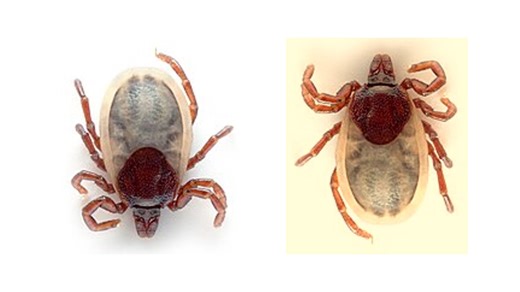 Use Machine Learning to Identify Lyme Disease-Transmitting Ticks | Science Project