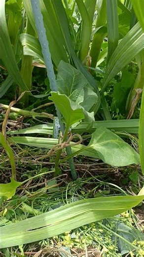 米ナスと水ナスの苗を植えたよ