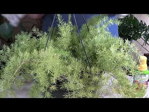 Asparagus Fern Care: What to Know / Viewer Inspired