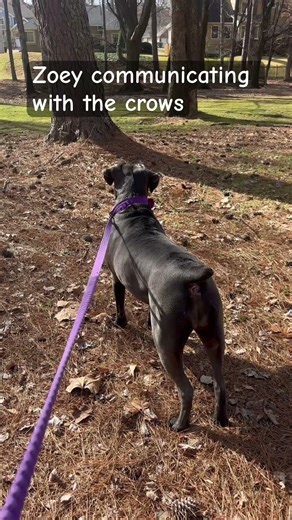 Zoey communicating with the crows #canecorso #dogbreed #dog #pets #mastiff #love