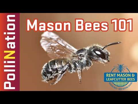 301 - Mason Bees 101: How to Care for Blue Orchard Bees and Stop Houdini Flies