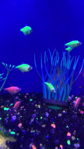 Glow Fish At Petsmart Store #shorts