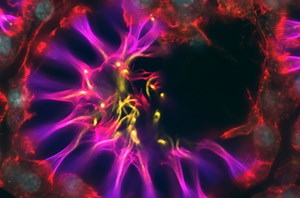 Sponge innards suggest how nerve cells evolved