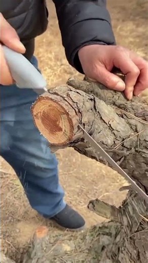 Skilled worker using a hand saw to precisely cut a dry tree branch