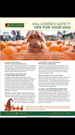 Bark Busters Home Dog Training Southern New England on Reels | Facebook