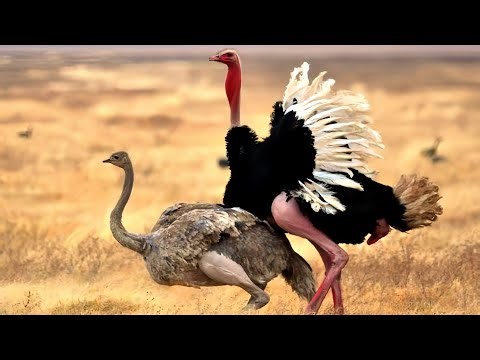 The Mighty OSTRICH World Largest Bird Incredible Facts Speed Survival Full Documentary