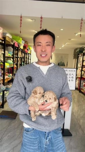怎样选择到好看的泰迪熊？今天我就来跟大家说一说#泰迪熊 #泰迪熊宝宝 #莱西 #莱西犬舍 #犬舍日常