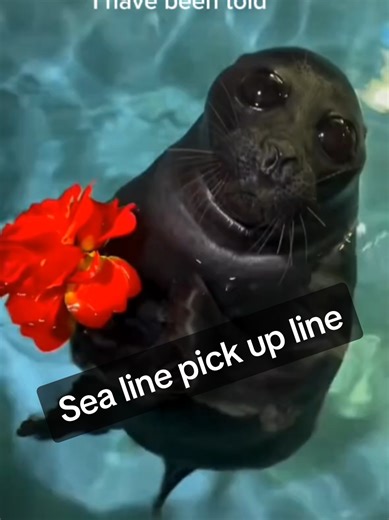 Sea lion pick up line while being cute. Sea lion core. #core#fyp #CapCut#sealion#funny