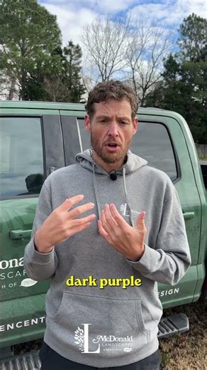 Daniel's Top 4 Evergreen Plants