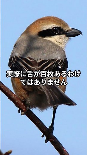 小さな声マネ上手！モズの“百舌鳥”伝説
