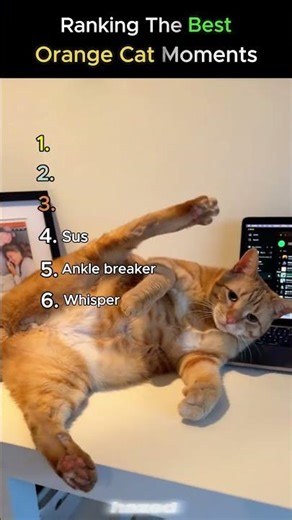 Ranking The Best Orange Cat Moments