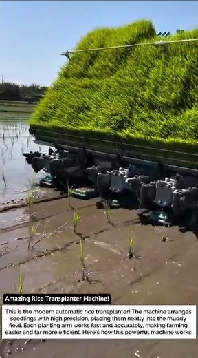 Amazing Rice Transplanter Machine! Planting Thousands of Seedlings in Seconds 🌾