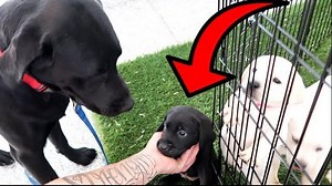 54K views · 1.3K reactions | Dog Dad Meets His Puppies For The First Time!! | Life With Labradors | Facebook