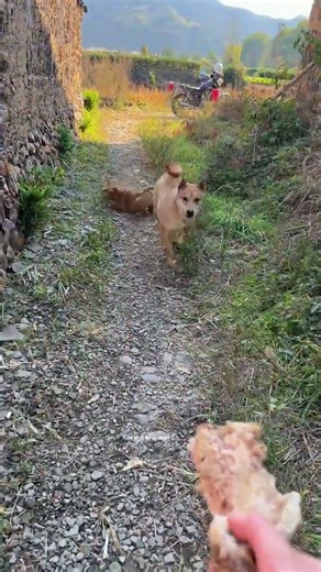 I can’t afford to play anymore, so I call you a big dog again! Small milk dog puppy puppy Chinese p