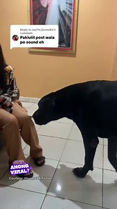 ASO, HALOS KASING LAKI NG TAO?! Kinagigiliwan ang viral video na ito na kuha sa isang asong napadaan sa magkakaibigan na halos kasing laki na ng tao! Ang aso na ito, mayroon palang breed na kung tawagin ay 'Great Dane'. Pagmamay-ari daw ito ng isang pari sa kanilang lugar. Kung makakita ka ng ganito kalaking aso, ano ang iyong gagawin? #DamiMongAlamKuyaKim SABADO | 10:45 AM | GMA | GMA Public Affairs