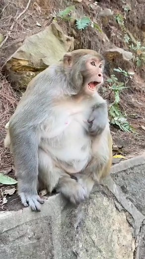 12K views · 307 reactions | Humorous monkey Says don't touching me 藍藍 #monkey #humor #Monkeyvideos #monkeys #funnymonkey | Crazy Monkeys Videos | Facebook