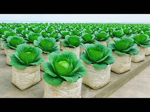 Recycled Bag Garden | High-Yield Cabbage, No Yard Needed