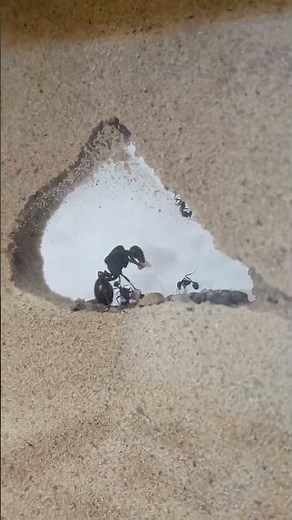​🐜 How do ants build their homes? | You'll be surprised to know!