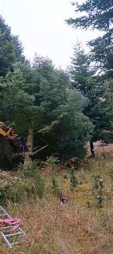 Igen i år skal jeg levere 🌲-træet til Holbæk by ,så i dag fældede vi det og i morgen bliver det hentet 🌲😃🌲 | Skoventreprenør Henrik Guldberg