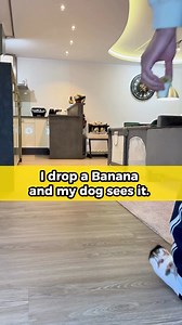 2.2M views · 66K reactions | Give the dog his Oscar  I hope you all had a pleasant weekend. With that in mind, I wanted to say thank you for 168,000 followers and say hello. Welcome to Team Nami and Tommy. We're starting our journey on Tuesday, which you can follow in my story. •⁣⁣⁣⁣⁣⁣⁣⁣⁣⁣⁣⁣⁣⁣⁣⁣⁣⁣⁣⁣⁣⁣⁣⁣⁣⁣⁣⁣⁣⁣⁣⁣⁣⁣⁣⁣⁣⁣⁣⁣⁣⁣  @nami.and.tommy #beagle #beaglesofinstagram | Beagle Lovers | Facebook