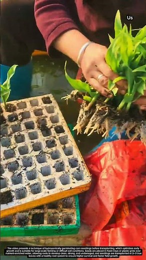 Water-Based Corn Propagation