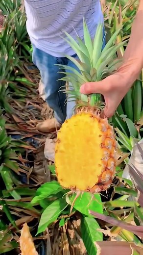 fruit.tv🍉🍇🍎🍋🌽 (@fruit.tv)’s videos with 原聲 - Fruits Love🍉🍒🥝🥥