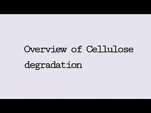 Overview of Cellulose degradation |Biochemistry |Microbiology