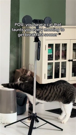 Kari Anderson (@kariandersonco)’s video of cats