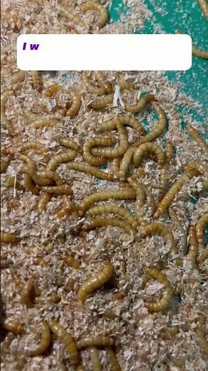 Setting Up My First Mealworm Farm! 🪱🌱 #sustainability #mealworms