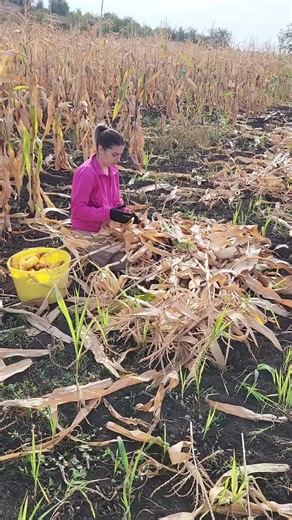 Harvesting Corn in the Fields: A Visual Guide