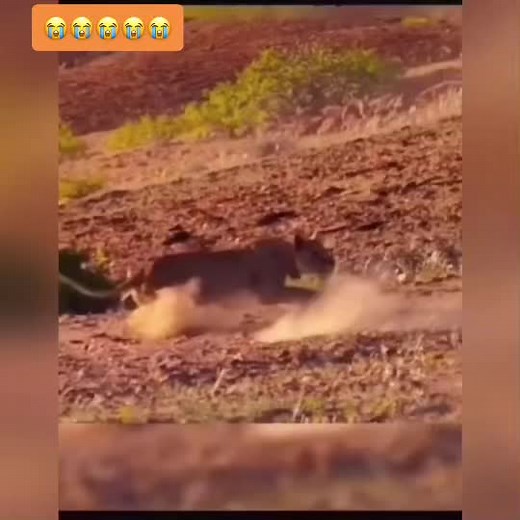 Kangaroo vs Dog: Dramatic Desert Encounter