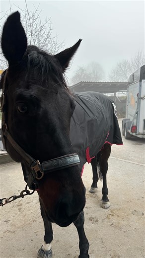 Linda Heller on Instagram: "Minivlog aus dem Stall 🐴✨ Ein ganz normaler, aber vielseitiger Tag: Longieren 🌀, Laufband 🏃‍♂️ und ganz viel Übung rund ums Behandeln der Pferde 🤲🏼💆‍♀️ Ich liebe es, Theorie und Praxis immer wieder direkt im Stall zu verbinden, jedes Pferd reagiert anders und genau das macht die Arbeit so spannend 💭🐎 Zur Unterstützung nutze ich aktuell das MSM Recovery Gel von @cxevalo_horsecare 🧴💚. Ausserdem sind bei mir gerade @pferdegold_pferdefutter Stoffwechsel & Muskel