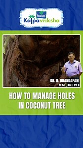 3.5K views · 102 reactions | Managing a hole in a coconut tree...