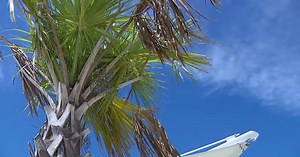 Deadly disease threatening Florida palm trees