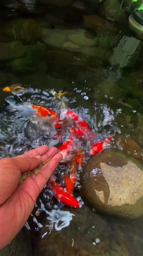 Stunning Kolam Designs for Tropical Gardens