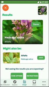 PlantSnap.com identifies Alfalfa (Medicago sativa), a perennial flowering plant in the legume family Fabaceae native to warmer temperate climates. | PlantSnap | Facebook