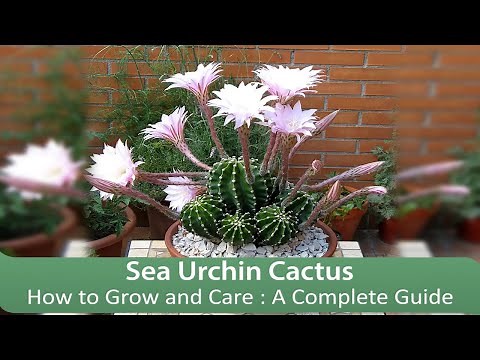How to Grow and Care Sea Urchin Cactus: A Complete Guide