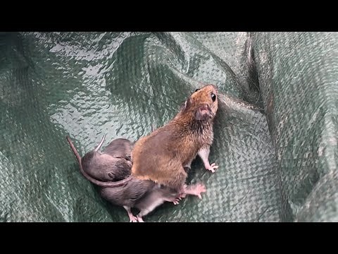 Momma Mouse With Her Babies & A Baby Mouse Rescue Mission...