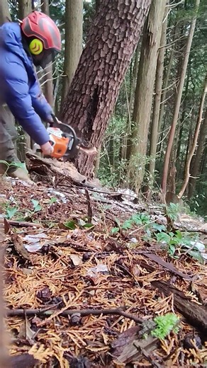 Felling with a remote control winch #fellingatree