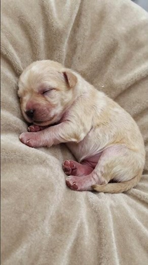 Watch a Hovawart Puppy Grow into a Majestic Blonde Giant! 🐕🔥