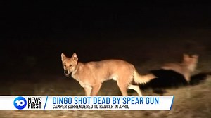 A camper on K’Gari has shot a dingo dead with a spear gun. The animal was said to be lingering around the campsite and did not attack anyone. The man turned himself into Rangers and will likely be charged in the next week. | 10 News Queensland