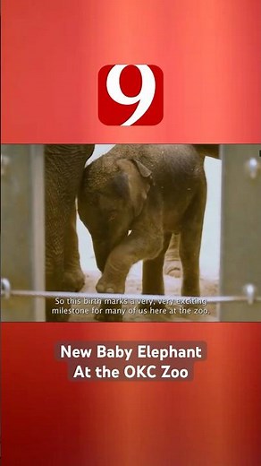 New Baby Elephant at the OKC Zoo
