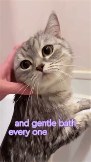 🛁🐾 How to bathe kittens easily and safely?