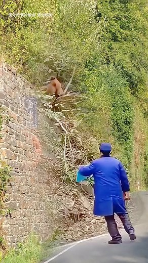 #monkey #monkeys #monkeydluffy #monkeycute #monkeybaby #animals #memes | 1M BOOM